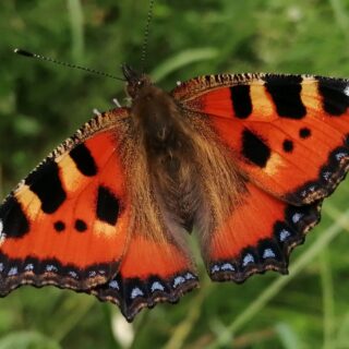 J'ai une idée à vous proposer......et si vous preniez soin de vous pour être aussi coloré que ce joli papillon?🥰🤗